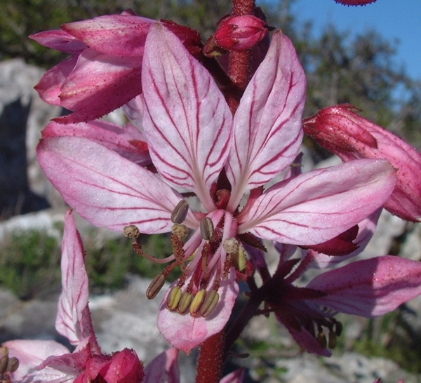 Dictamnus albus / Limonella, frassinella